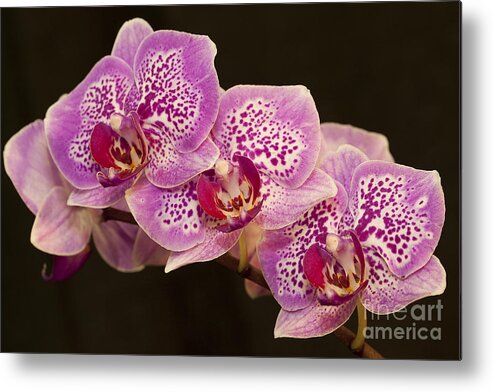 Orchids Metal Print featuring the photograph Orchids by Eunice Gibb