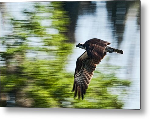 Osprey In Flight Metal Print featuring the photograph Osprey in Flight by Frank Feliciano