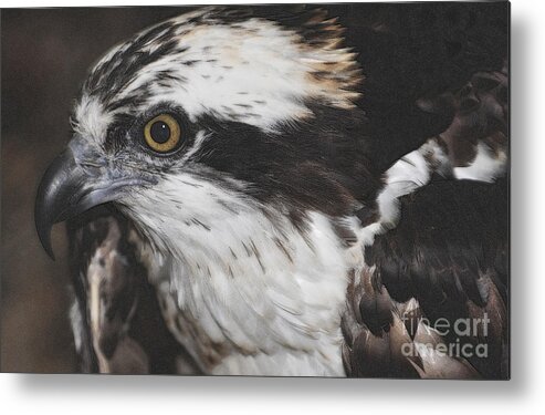 Osprey Metal Print featuring the photograph Osprey by Lydia Holly