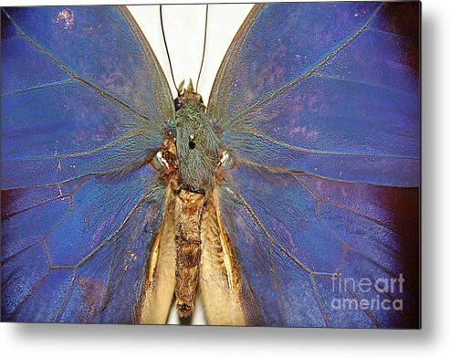 Butterfly Metal Print featuring the photograph Out of the Blue.. by Jolanta Anna Karolska