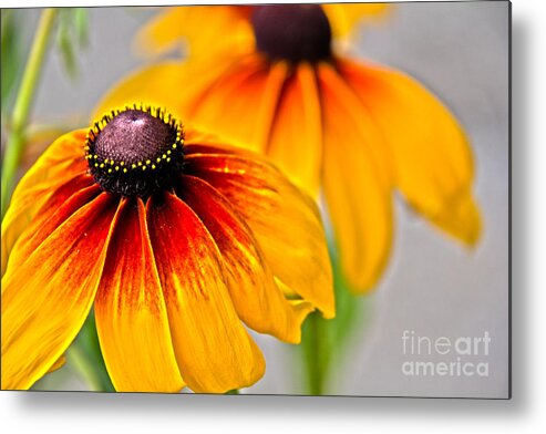 Floral Art Metal Print featuring the photograph Outstanding by Molly Link