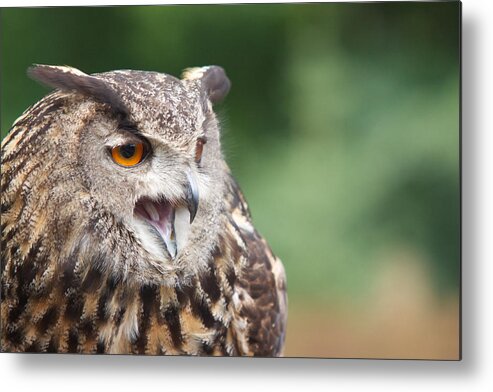  Metal Print featuring the photograph Owl by Josef Pittner