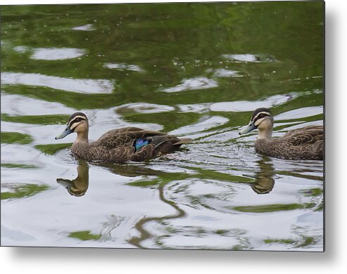 Australia Metal Print featuring the photograph Pacific Black Ducks by Harry Strharsky