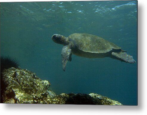 Mp Metal Print featuring the photograph Pacific Green Sea Turtle Chelonia Mydas by Pete Oxford