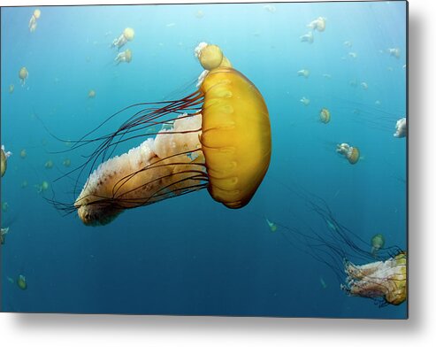 Mp Metal Print featuring the photograph Pacific Sea Nettle Chrysaora Fuscescens by Richard Herrmann