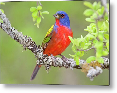Painted Bunting Metal Print featuring the photograph Painted Bunting by D Robert Franz