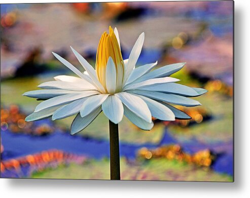 Flower Metal Print featuring the photograph Painted by the Sun by Melanie Moraga