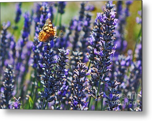 Painted Lady Butterfly Metal Print featuring the photograph Painted Lady Butterfly on Lavender Flowers by Paul Topp