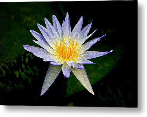 Flowers Metal Print featuring the photograph Painted Lily and Pads by Steve McKinzie