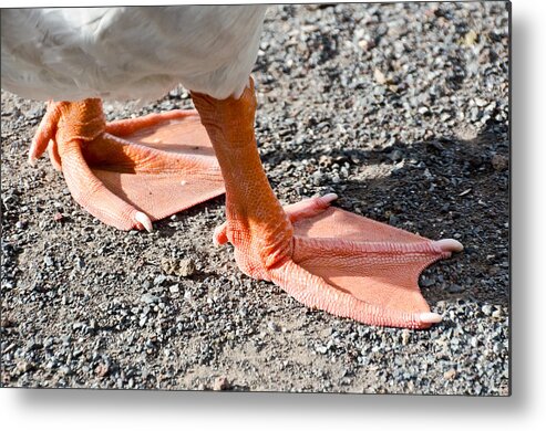 Goose Metal Print featuring the photograph Pair of Feet by Yurix Sardinelly