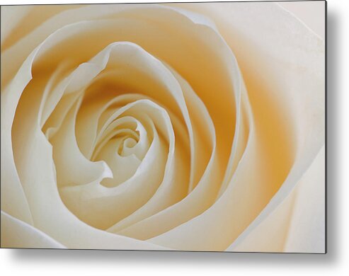 White Metal Print featuring the photograph Pale white by Carolyn D'Alessandro