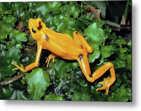 Mp Metal Print featuring the photograph Panamanian Golden Frog Atelopus Zeteki by Michael & Patricia Fogden