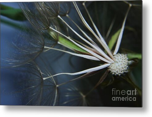 Seeds Metal Print featuring the photograph Parachute Seeds by Jeff Swan