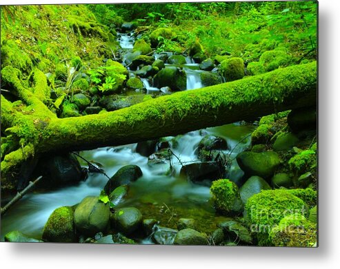 Water Metal Print featuring the photograph Paradise Of Mossy Logs And Slow Water  by Jeff Swan
