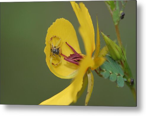 Partridge Pea Metal Print featuring the photograph Partridge Pea And Matching Crab Spider With Prey by Daniel Reed