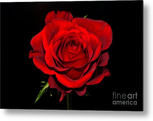 Rose Metal Print featuring the digital art Passion by Pravine Chester