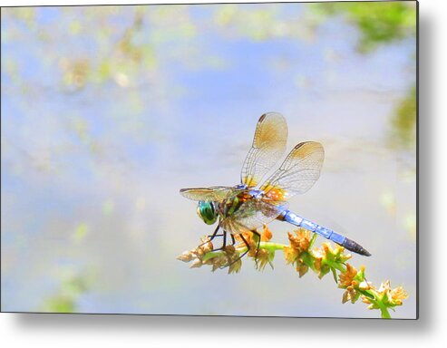 Animals Metal Print featuring the photograph Pastel Dragonfly by Deborah Smith