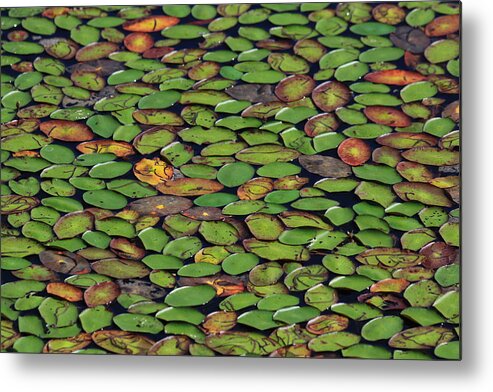  Metal Print featuring the photograph Patchwork by Joi Electa