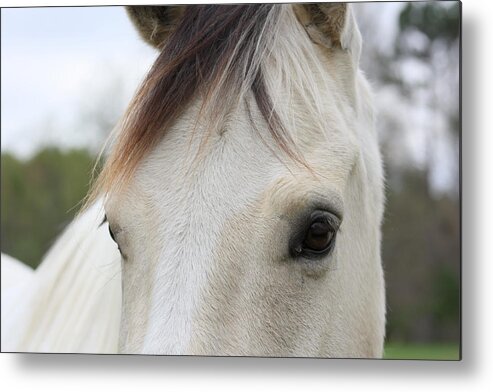 Horse Metal Print featuring the photograph Peaceful Stare by Kim Galluzzo