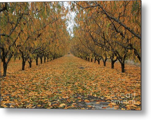 Fall Metal Print featuring the photograph Peach Leaves by Jonathan Harper