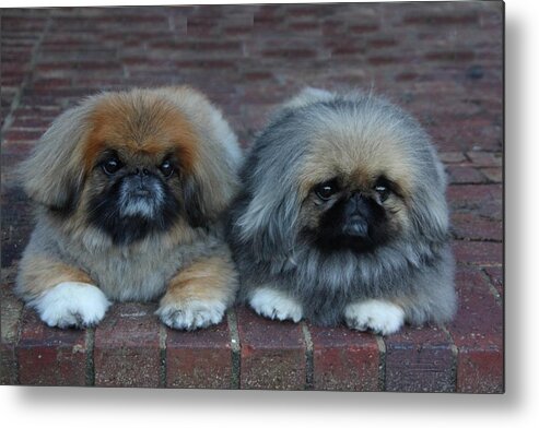 Pekinese Metal Print featuring the painting Pekinese by Virginia Bond