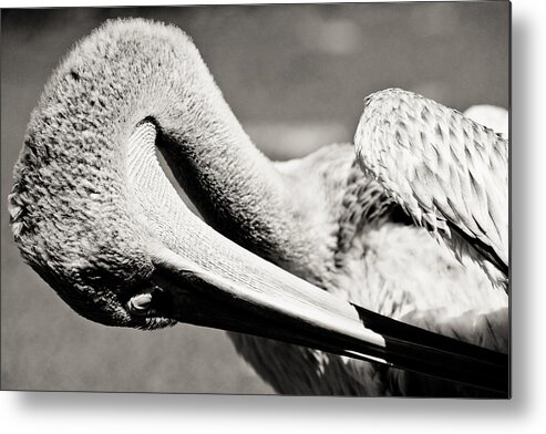 Pelican Metal Print featuring the photograph Pelican by Justin Albrecht