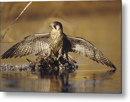 00170087 Metal Print featuring the photograph Peregrine Falcon Adult In Protective by Tim Fitzharris