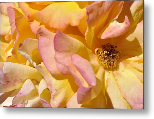 Yellow Rose Metal Print featuring the photograph Petal Profusion by Sandy Fisher