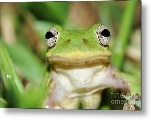 Tree Frog Metal Print featuring the photograph Phyl by Lynda Dawson-Youngclaus