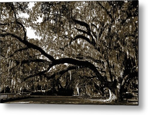Oak Tree Metal Print featuring the photograph Picnic Under the Oak by DigiArt Diaries by Vicky B Fuller