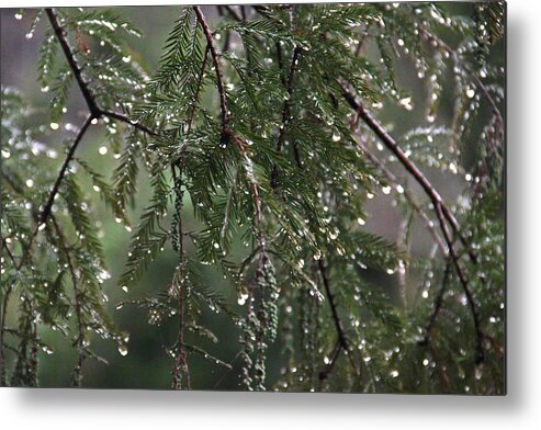Pine Tree Metal Print featuring the photograph Pine Drips by Naomi Wittlin
