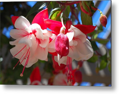 Flower Metal Print featuring the photograph Pink and Red Fuchsia by Amy Fose