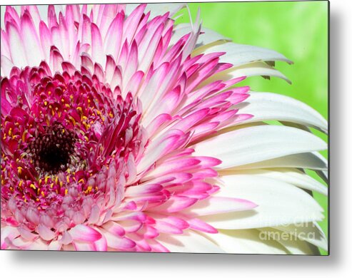 Flower Metal Print featuring the photograph Pink and white Gerbera by Jim And Emily Bush