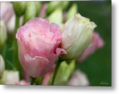 Lisianthus Metal Print featuring the photograph Pink and White Lisianthus by Diana Haronis