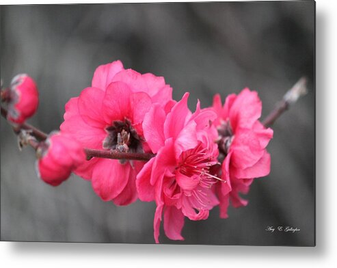 Flowers Metal Print featuring the photograph Pink Blossoms by Amy Gallagher