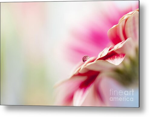 Daisy Metal Print featuring the photograph Pink Daisy and Droplet by Susan Gary