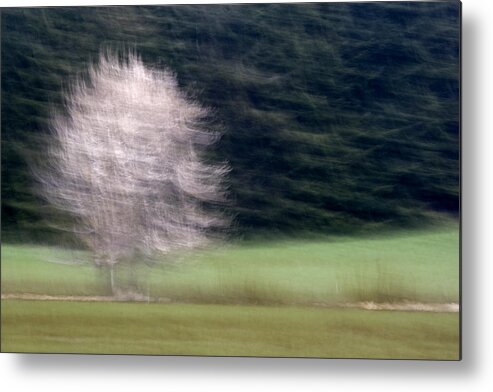 Pink Metal Print featuring the photograph Pink Flowering Tree in Spring by Carol Leigh