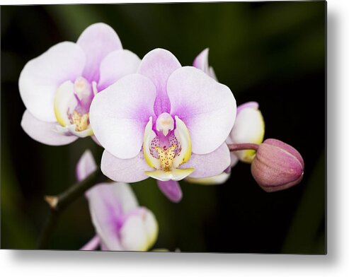 Orchid Metal Print featuring the photograph Pink Orchid by Carrie Cranwill