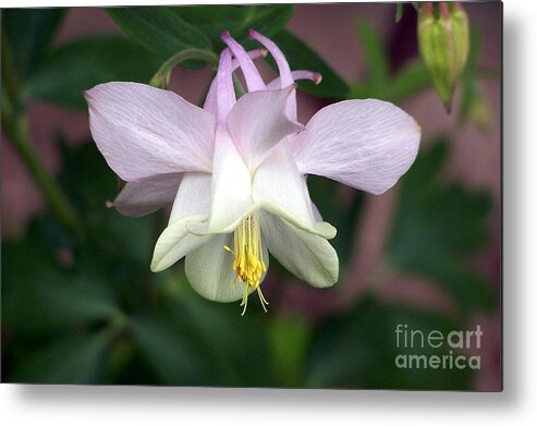 Columbine Metal Print featuring the photograph Pink Perfection by Dorrene BrownButterfield
