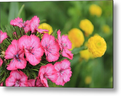 Hovind Metal Print featuring the photograph Pink Phlox and Yellow Buttons by Scott Hovind