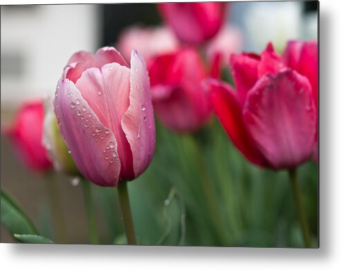 Dew Metal Print featuring the photograph Pink Tulips with Water Drops by Lori Coleman