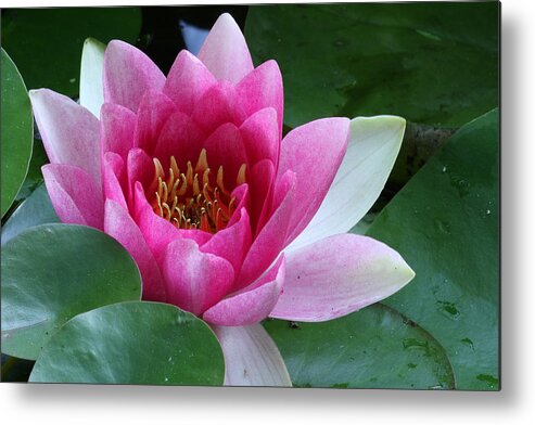 Nymphaea Metal Print featuring the photograph Pink Water Lily by Daniel Reed