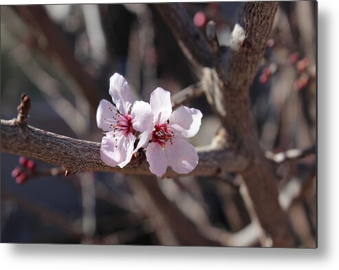 Floral Metal Print featuring the photograph Plum Blossoms 2 by Kume Bryant