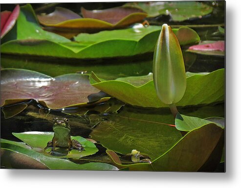 Pond Metal Print featuring the photograph Pond Frog Kingdom by Deborah Smith