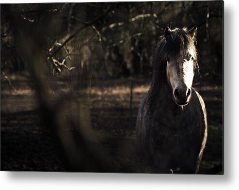 Pony Metal Print featuring the photograph Pony in the Brambles by Justin Albrecht