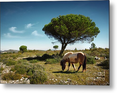 Animal Metal Print featuring the photograph Pony Pasturing by Carlos Caetano