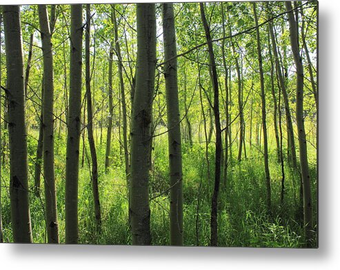 Trees Metal Print featuring the photograph Poplar grove by Jim Sauchyn