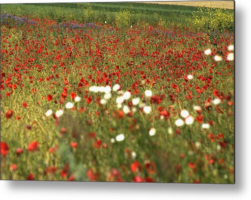 Agriculture Metal Print featuring the photograph Poppy field V by Emanuel Tanjala