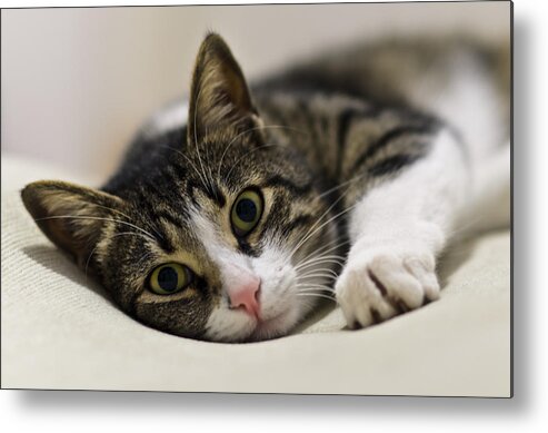 Brown Metal Print featuring the photograph Portrait of a cat by Michael Goyberg