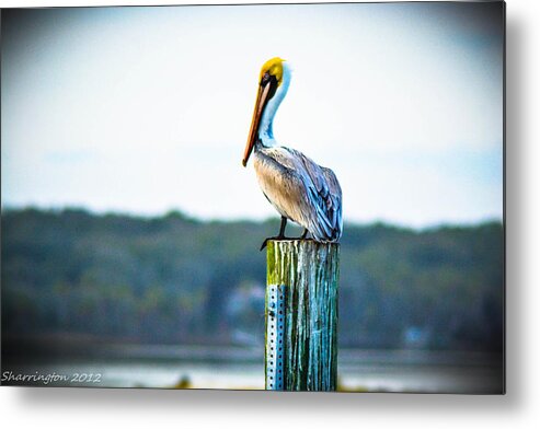  Metal Print featuring the photograph Posing Pelican by Shannon Harrington